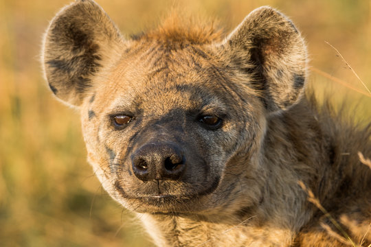 Iena Images – Browse 677 Stock Photos, Vectors, and Video | Adobe  