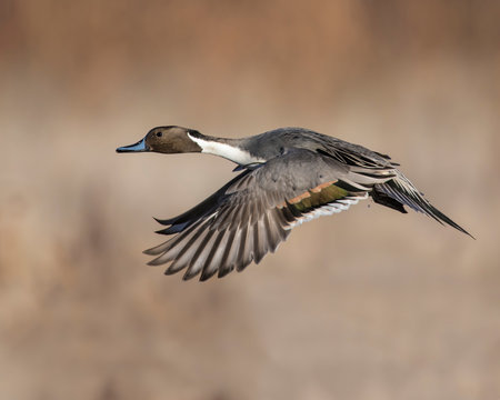 Northern Pintail Drake in flight at Bosque Del Apache National WIldlife Refuge