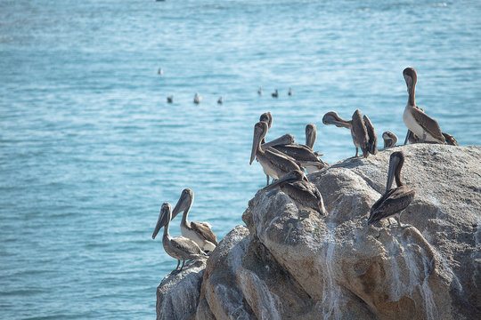 pelicanos montados en una piedra