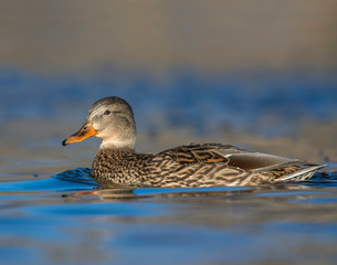 Female Mallard in the water