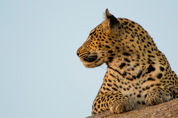 Leopardo nella savana © Mik76