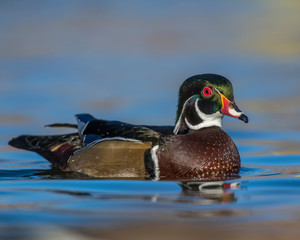 Wood Duck Drake swimming in the water