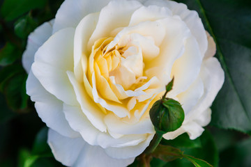 White rose with subtle yellow color in the center