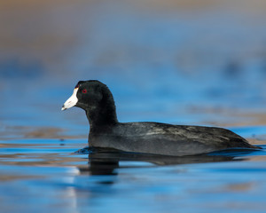 American Coot swimming in the water