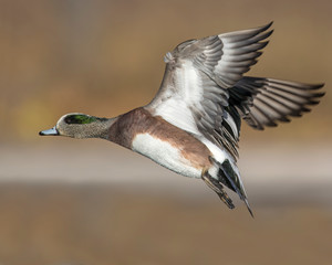 American Wigeon in flight