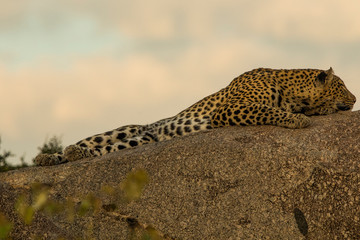 Leopardo nella savana © Mik76