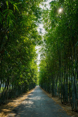 Obraz premium Bamboo forest in the national park of Thailand