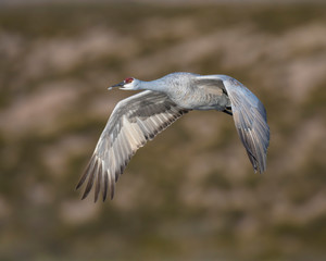 Sandhill Crane in flight