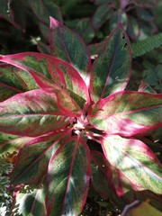 Obraz premium flower in garden
