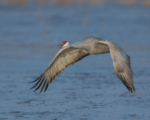 Sandhill Crane in flight