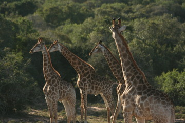 giraffes