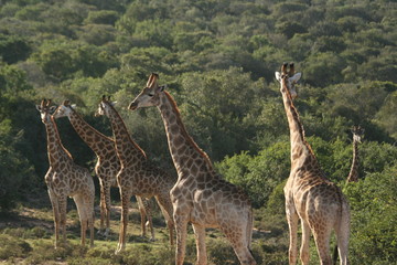 giraffes