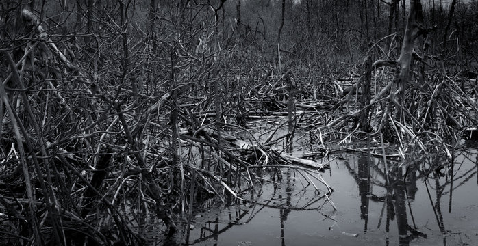 Dead tree in the forest. Flood in the forest. Global warming concept. Global environmental crisis. Death, grief, sad, and hopeless abstract background. Dead tree in forest. Mangrove forest ecosystem.
