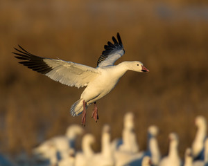 Snow Goose in flight