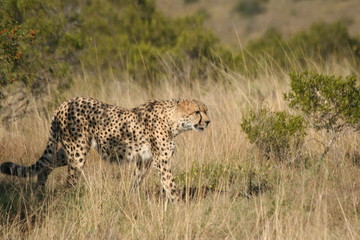 cheetah