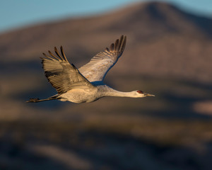 Sandhill Crane in flight