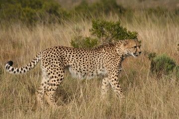 cheetah
