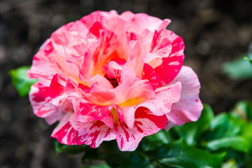 Floribunda rose with white scarlet colored petals