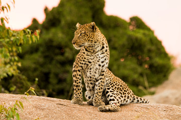 Leopardo nella savana © Mik76