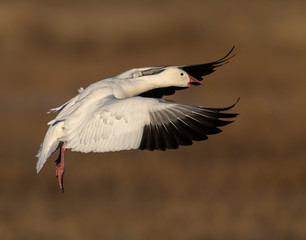 Snow Goose in flight