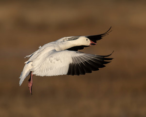 Snow Goose in flight