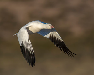 Snow Goose in flight