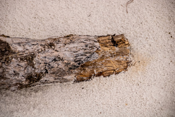 Driftwood on the Beach