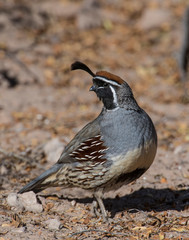 Male Gambel's Quail at Bosque Del Apache National Wildlife Refuge