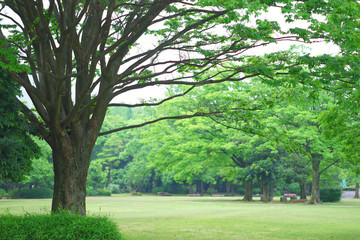 大木と新緑