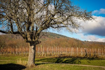 Obraz premium Piękny widok na Riquewihr Village we Francji ze szczytu Vineyard Hill