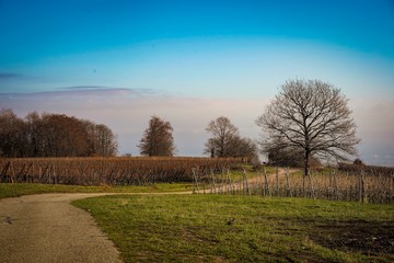 Obraz premium The beautiful view of Riquewihr Village, France from on top of Vineyard Hill