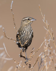 Female Red-winged Blackbird perched