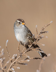 White-crowned Sparrow