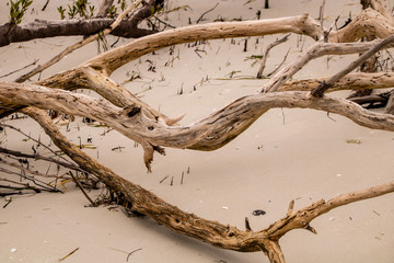 Fototapeta premium Driftwood on the Beach