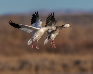 Two Snow Geese in flight, one white color and one Blue phase