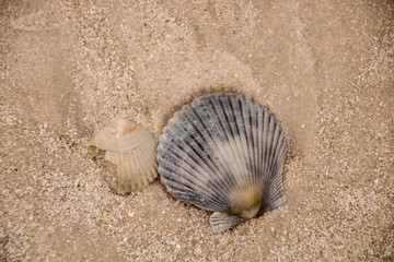 Seashell on the beach