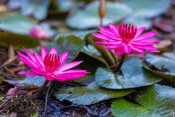 Pink Nymphaea Water lily or Pink Lotus Flower on the lotus lake - Beautiful Flower nature backdrops in park garden concept