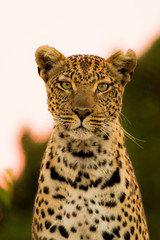 Fototapeta na wymiar Leopardo nella savana