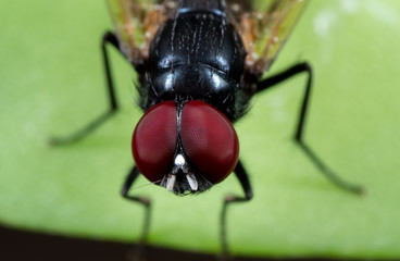 Macro Photo of Black Fly on Green Leaf Isolated on Background