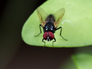 Macro Photo of Black Fly on Green Leaf Isolated on Background