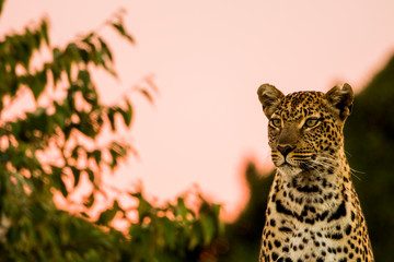 Leopardo nella savana © Mik76