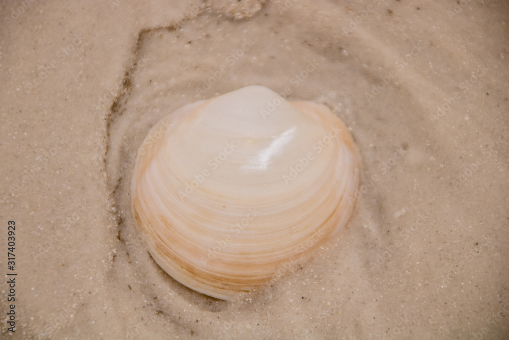 Wall mural Seashell on the beach