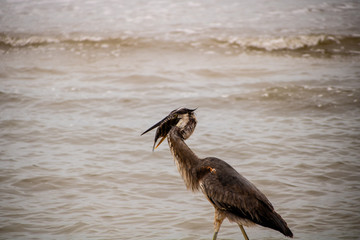Great blue heron with breakfast