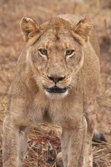 Obraz na płótnie Canvas lion, prey