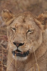 lion, prey