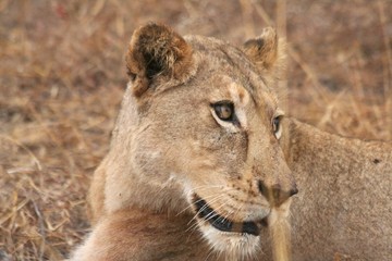 Naklejka premium lion, prey