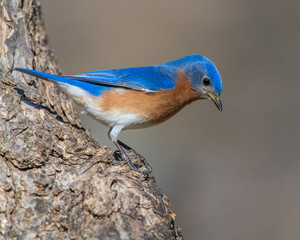 Male Eastern Bluebird on a perch