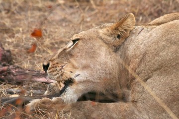 lion, prey