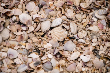 Seashells on the beach