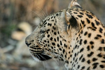 leopard